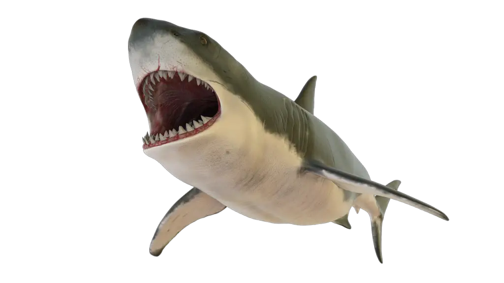 shark quiz for kids