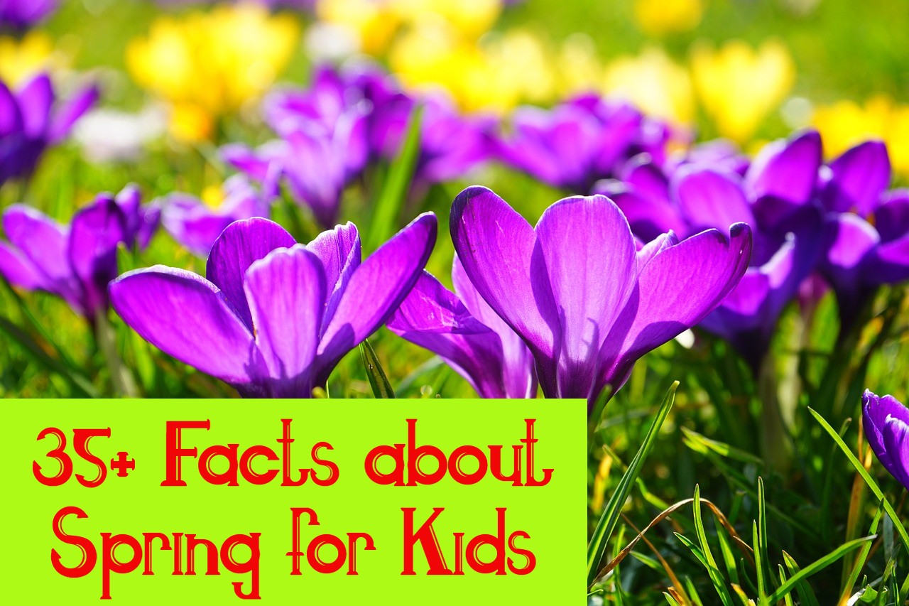 facts about spring for kids