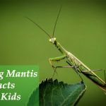 30+ Amazing Praying Mantis Facts for Kids