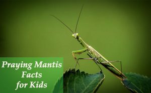 Praying Mantis Facts for Kids