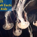25 Incredible Jellyfish Facts for Kids