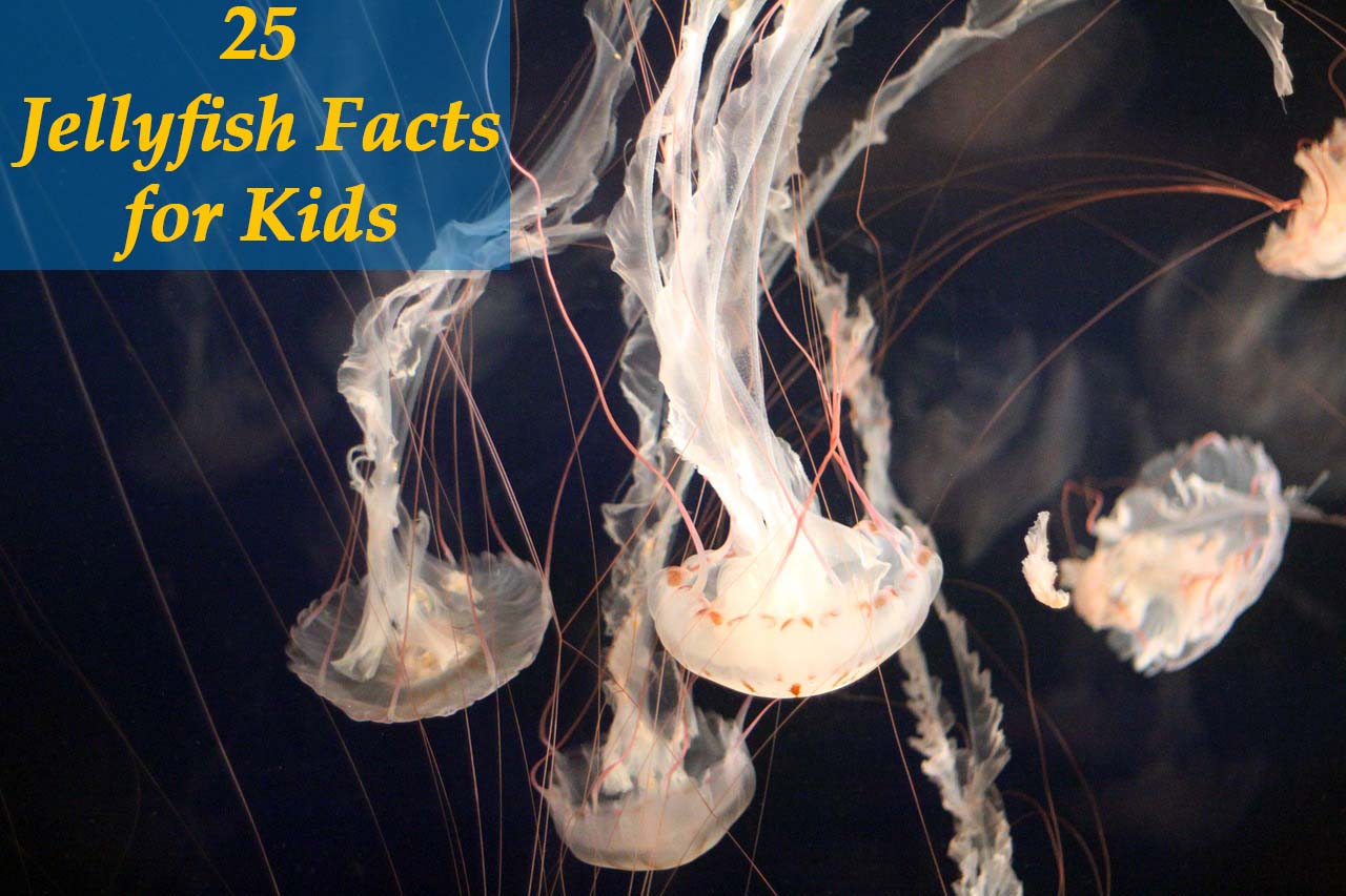 Jellyfish Facts for Kids
