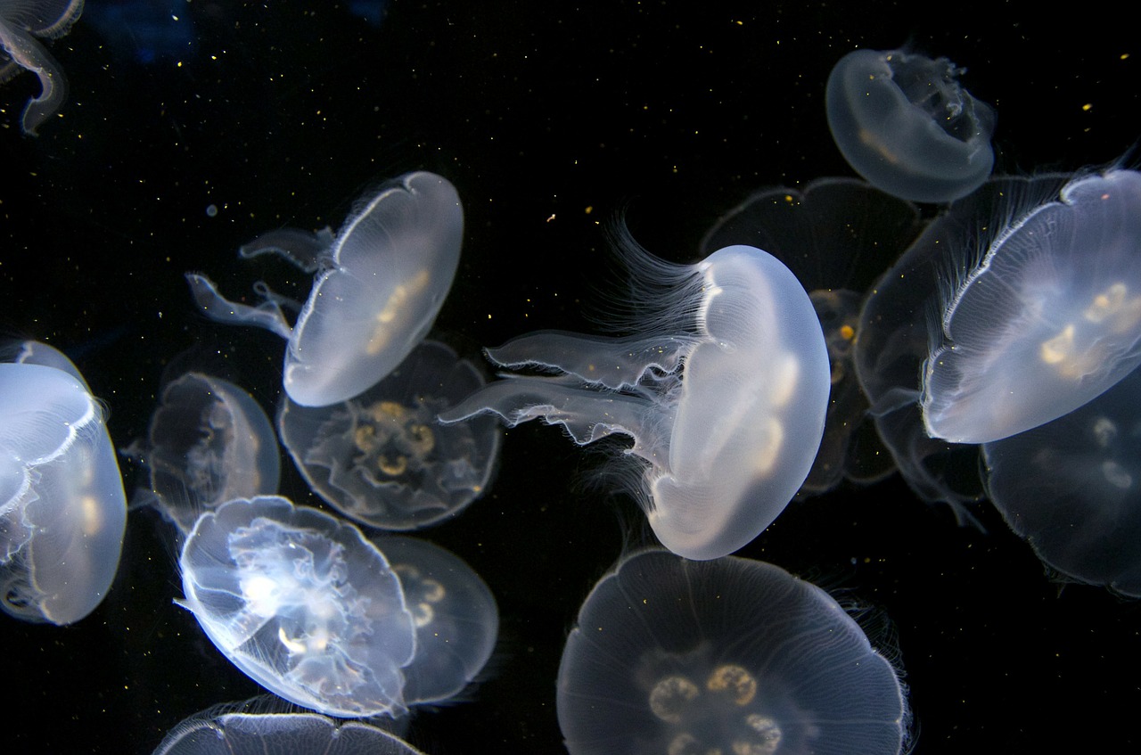 Jellyfish Facts for Kids