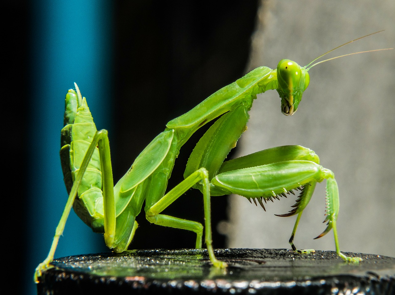 Praying Mantis Facts for Kids