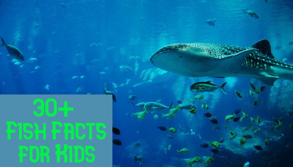 30+ Amazing Facts about Fish for Kids