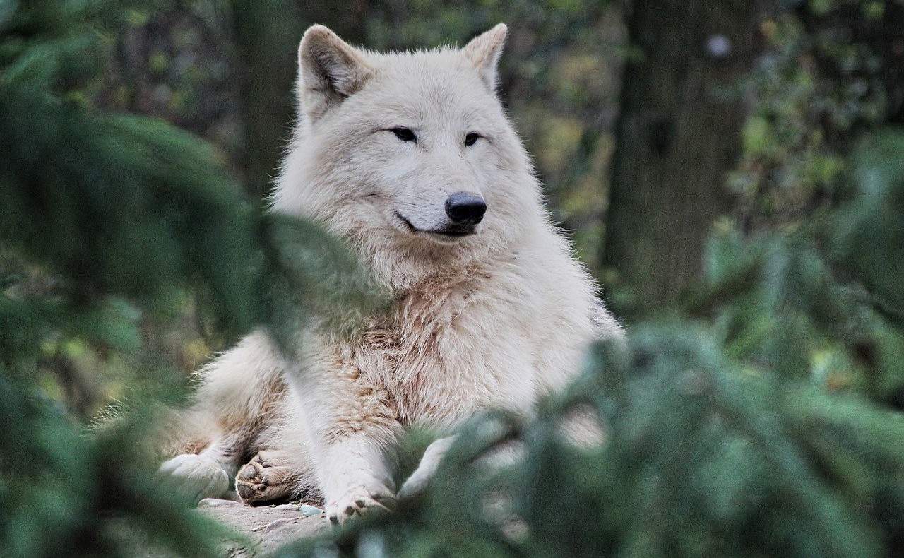 Arctic Wolf Facts for Kids