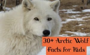 Arctic Wolf Facts for Kids