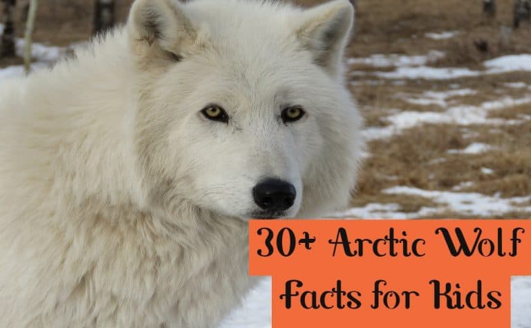 30+ Incredible Facts about the Arctic Wolf Kids Must Know