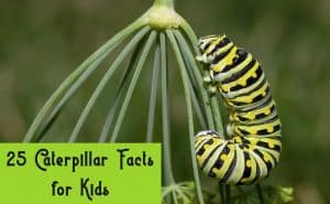 Caterpillar Facts for Kids