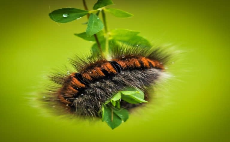 25 Surprising Facts about Caterpillar Kids Must Learn
