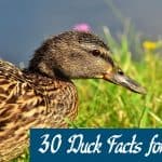 30 Amazing Duck Facts for Kids