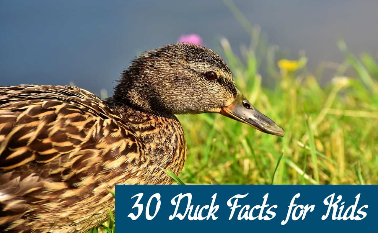 Duck Facts for Kids