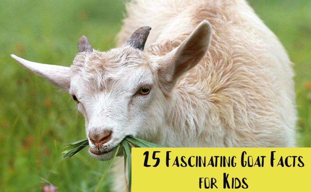 25 Fascinating Goat Facts for Kids