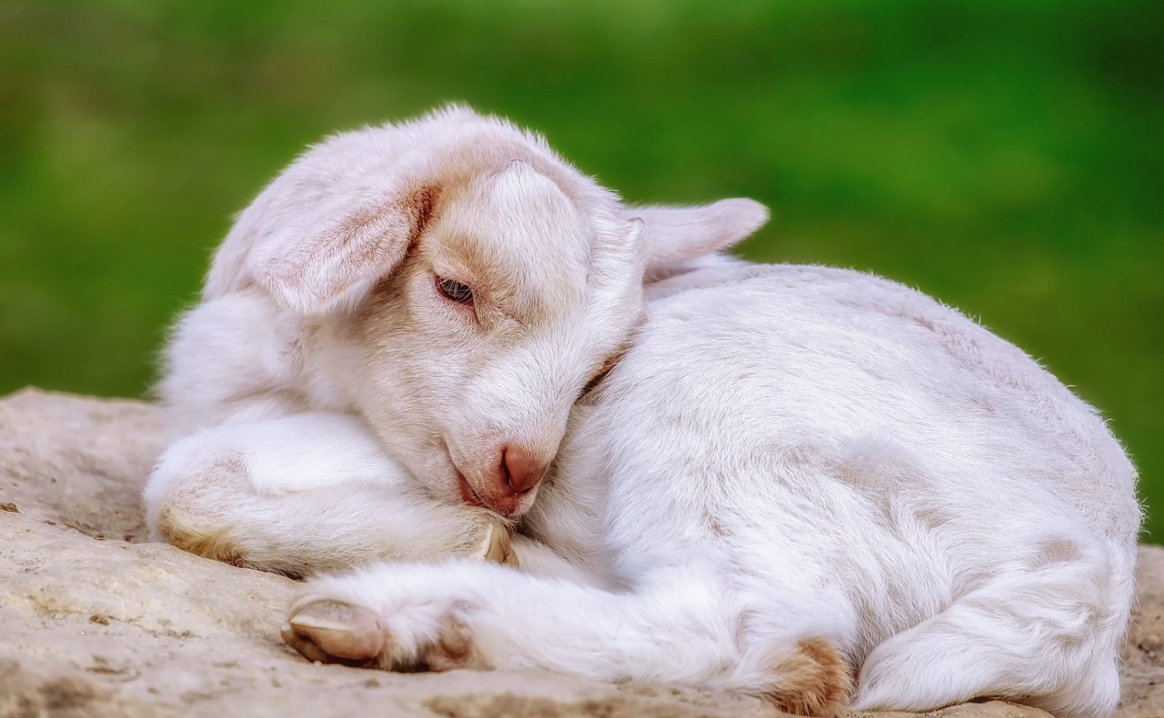 Goat Facts for Kids