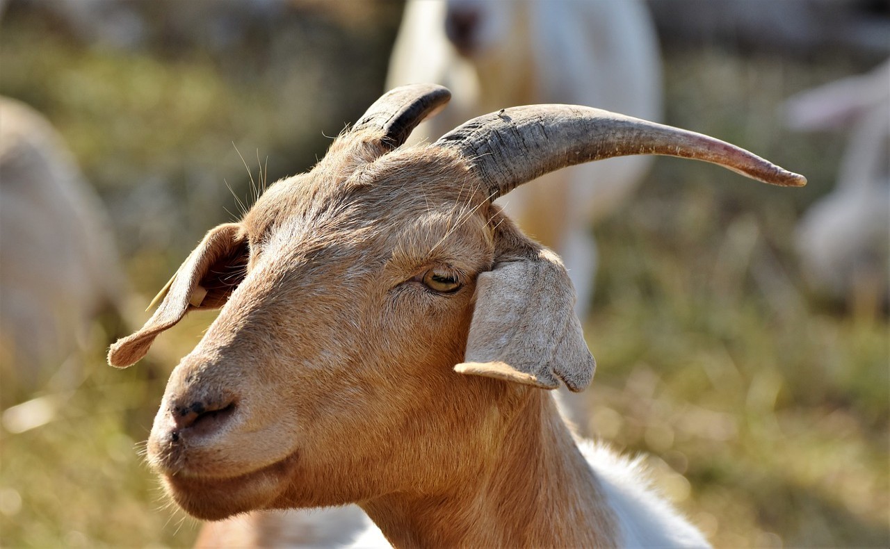 goat goat Belen 424151 Brown rearing goat playmobil Black Eyes Bethlehem 