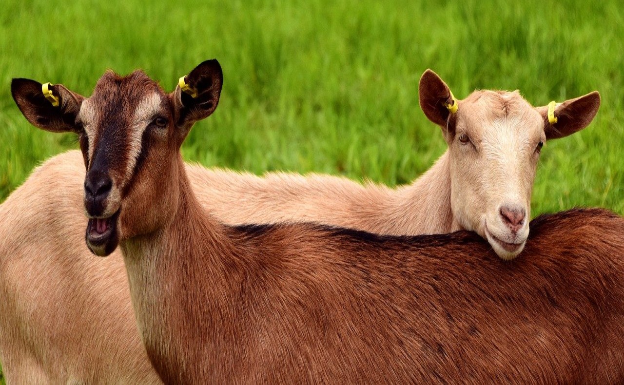 Goat Facts for Kids