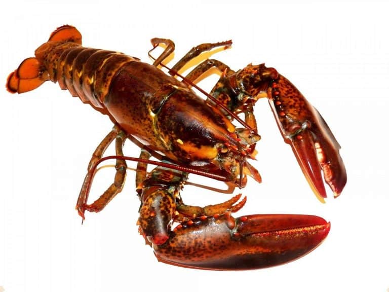 25+ Wondering Facts about Lobsters for Kids