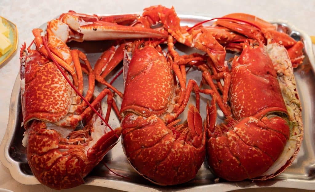 25+ Wondering Facts about Lobsters for Kids