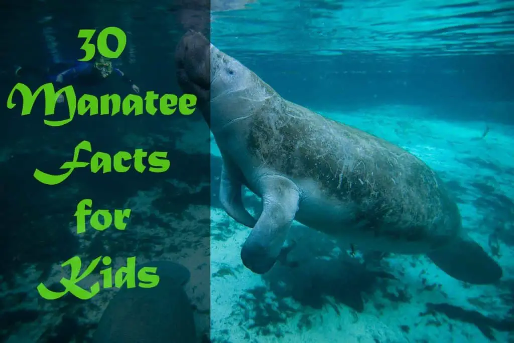 Manatee Facts Worksheet Education Com In 2020 Manatee Facts Riset