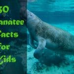 30 Incredible Facts to know about Manatee for Kids
