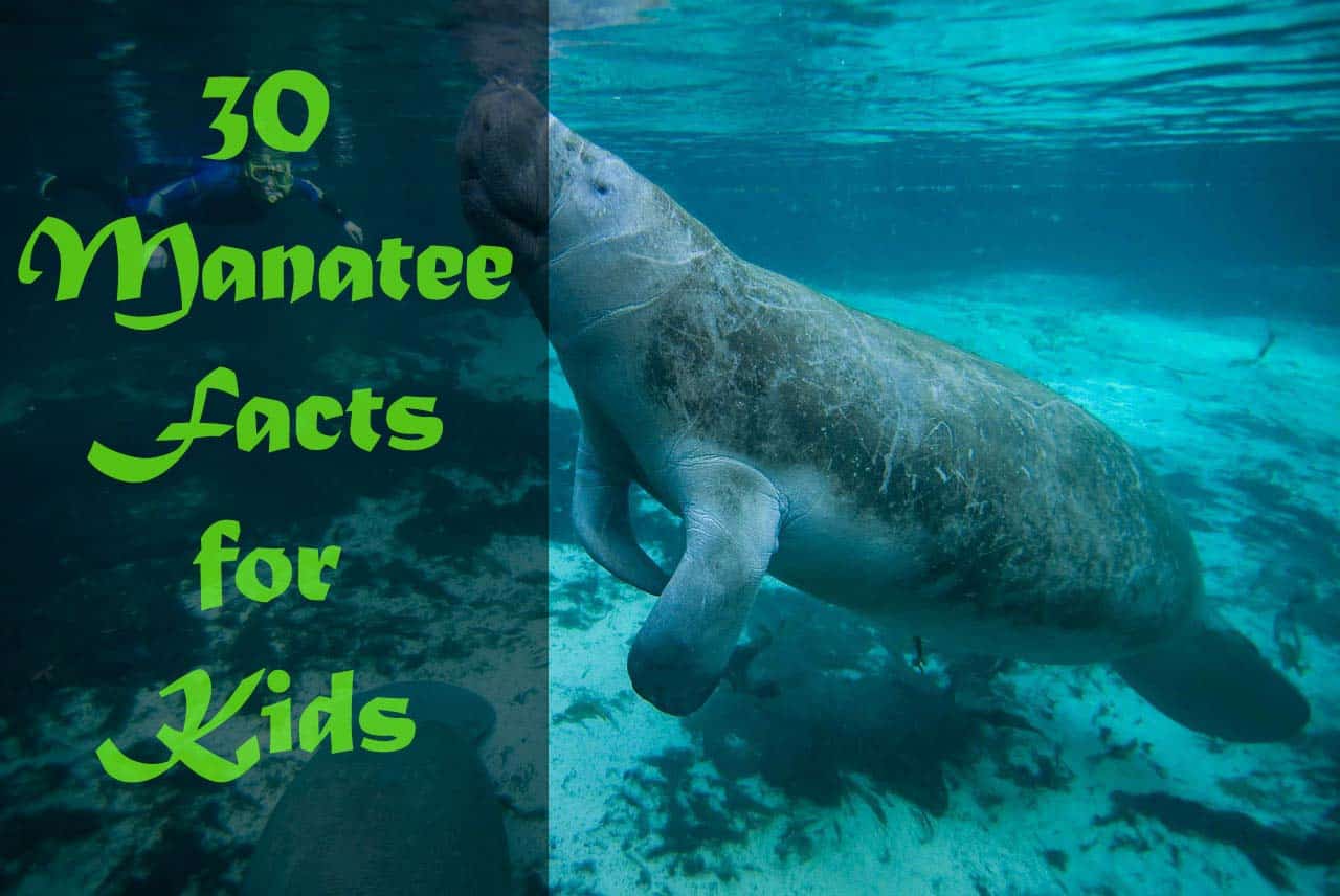 Manatee Facts for Kids