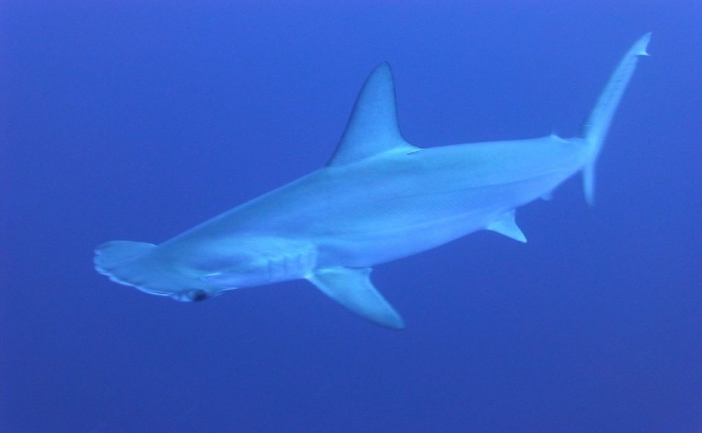 25 Amazing Hammerhead Shark Facts for Kids