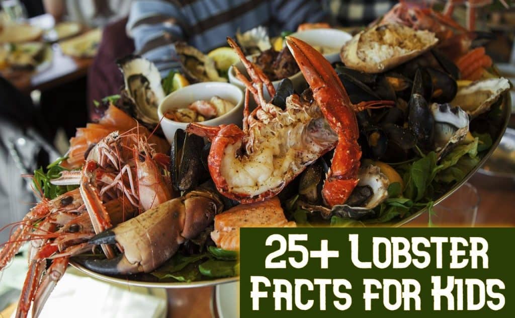 25+ Wondering Facts about Lobsters for Kids